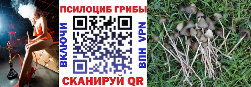 цена   Сегежа  Галлюциногенные грибы GOLDEN TEACHER 
